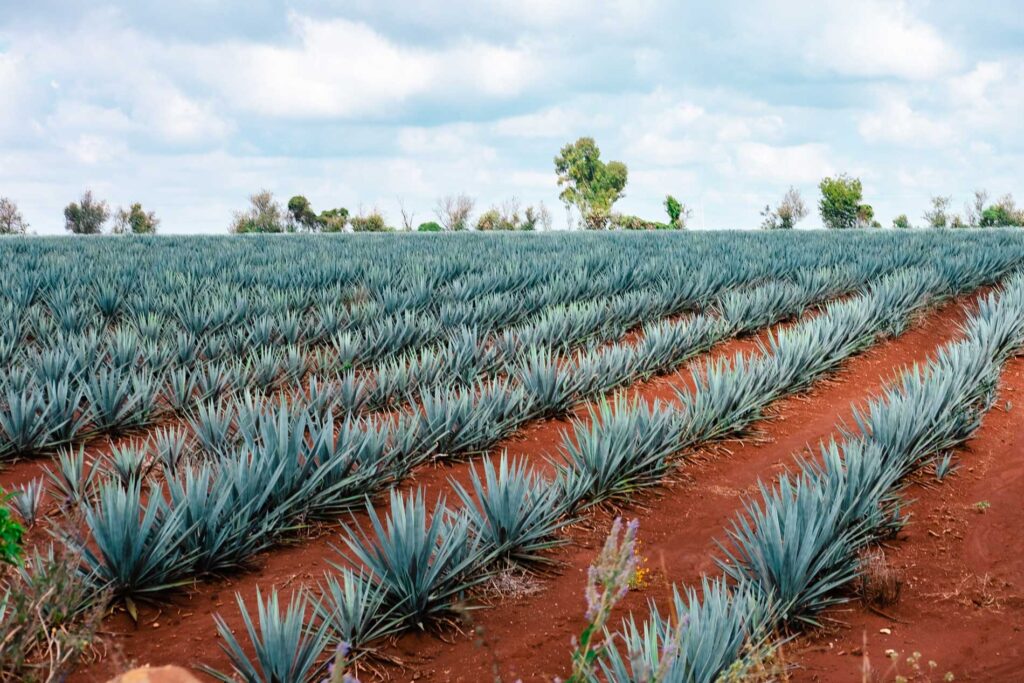 Agave - Investing In Tequila
